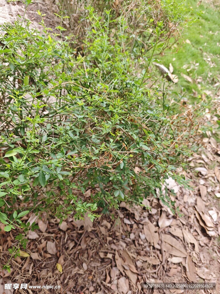 地面旁的绿色灌木丛