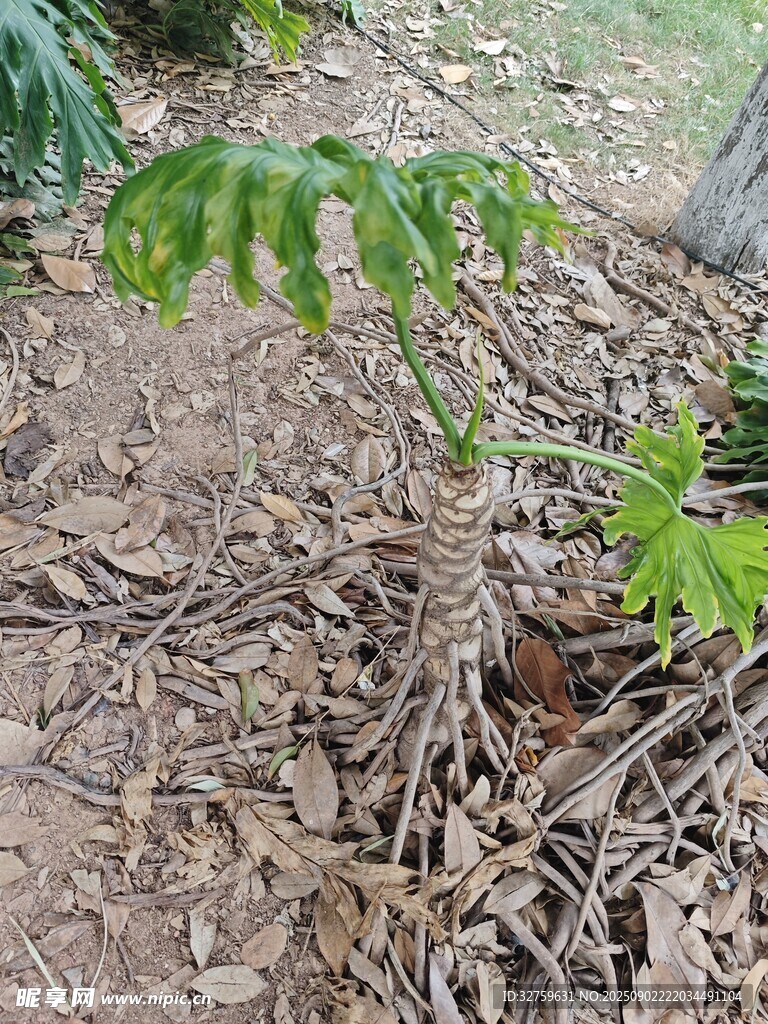 地面上的嫩绿植物