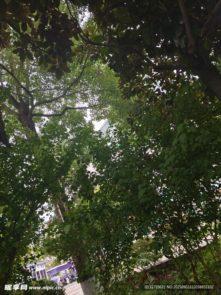 林间绿荫下的清新景致