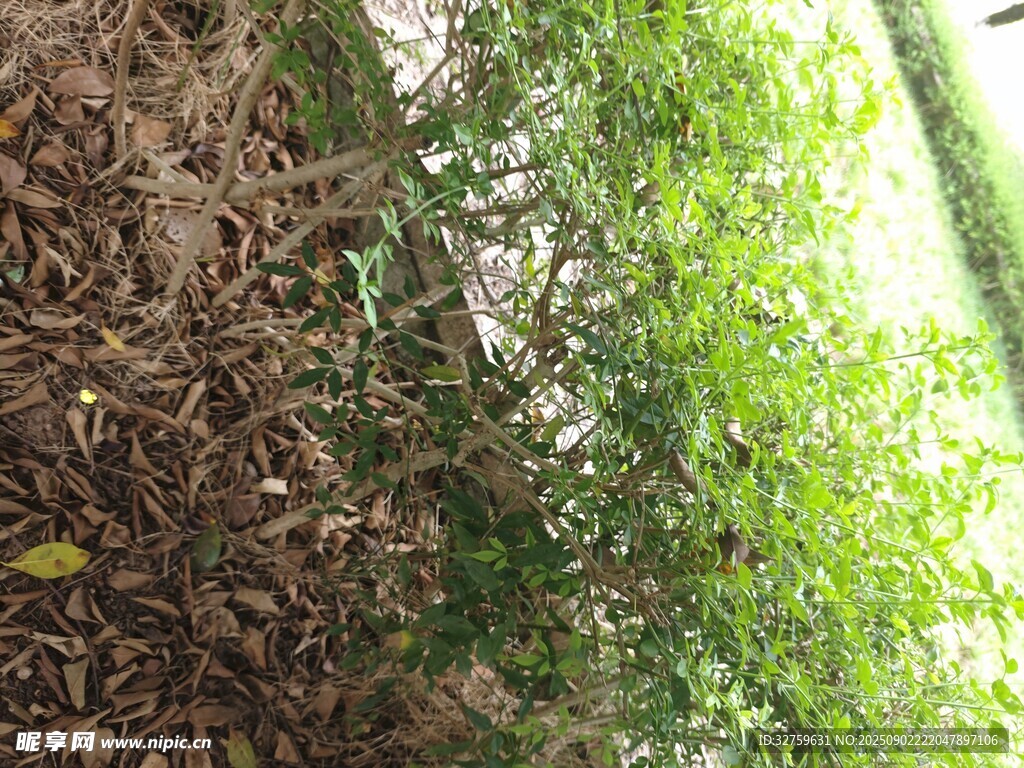 林间绿植与枯叶交织景象