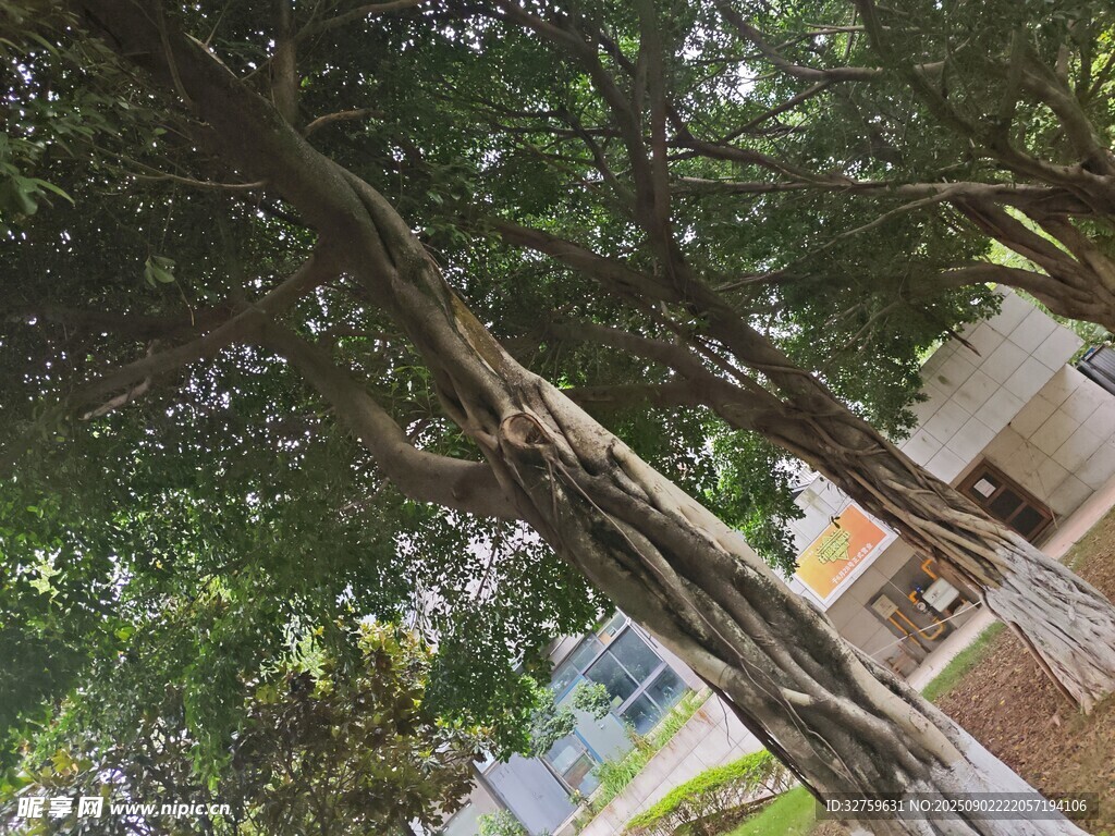 仰视繁茂树木景致
