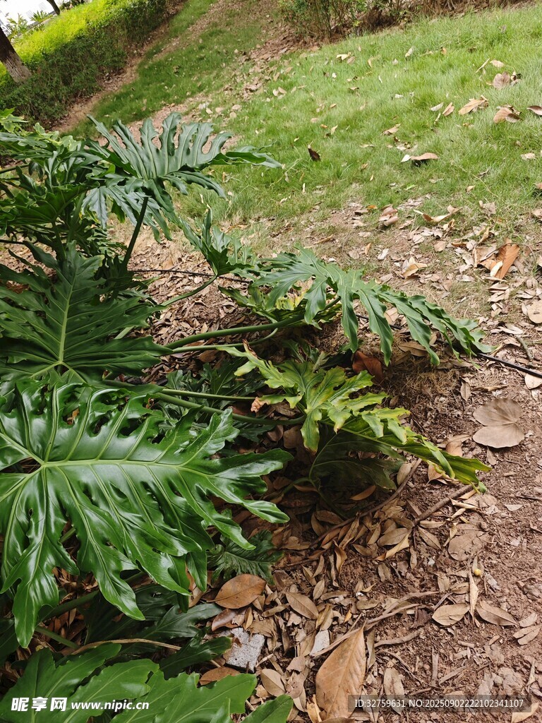 绿叶繁茂的地面植物