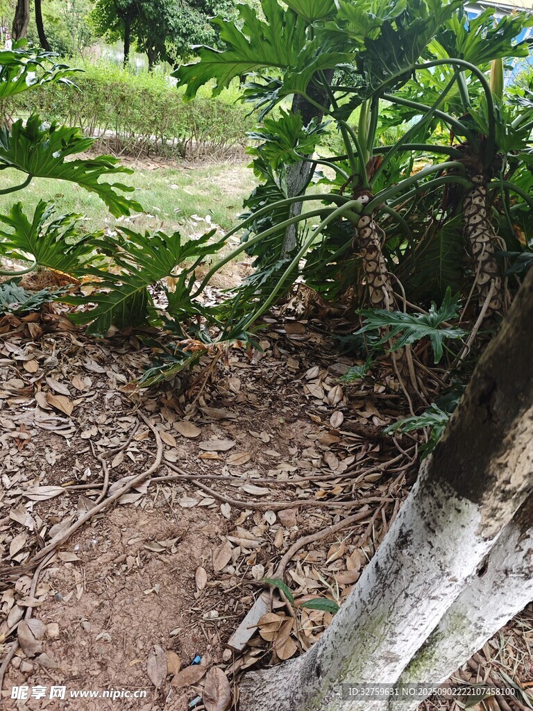 户外绿植与地面景象