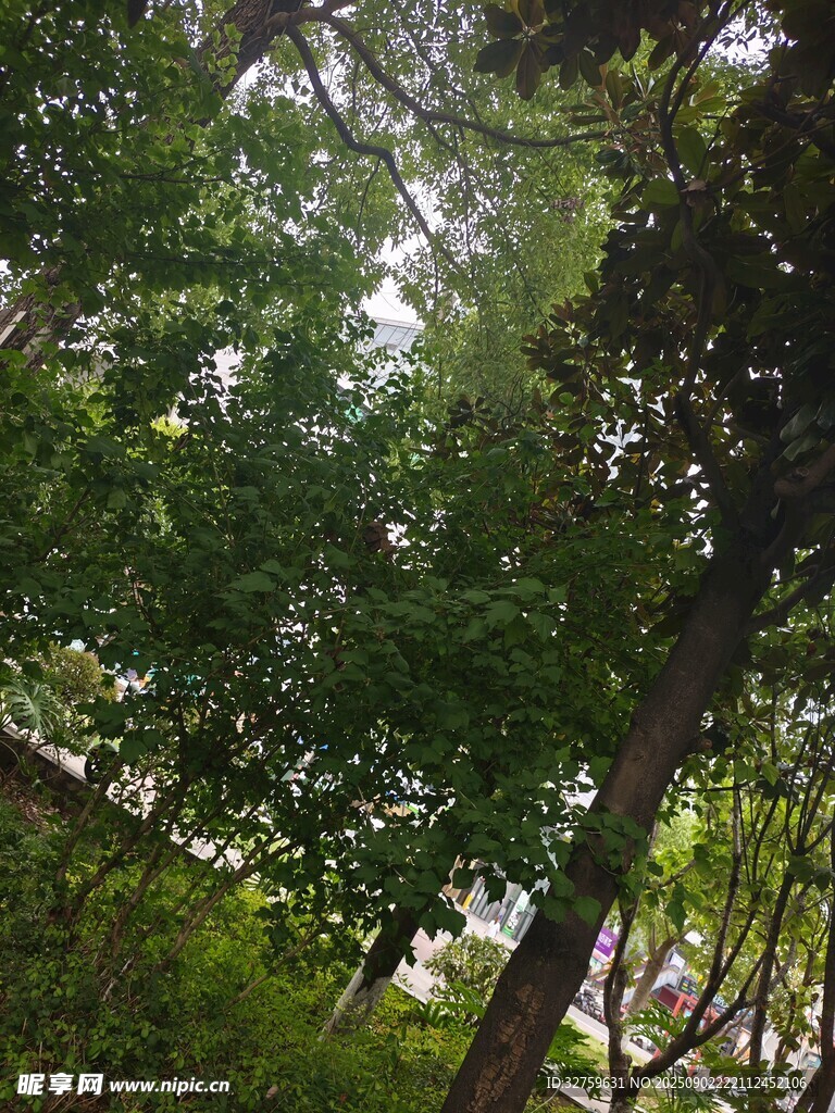 林间绿意盎然的繁茂树木