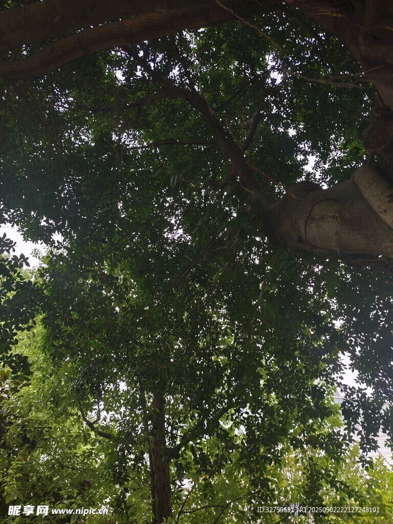 仰视茂密树林绿意盎然