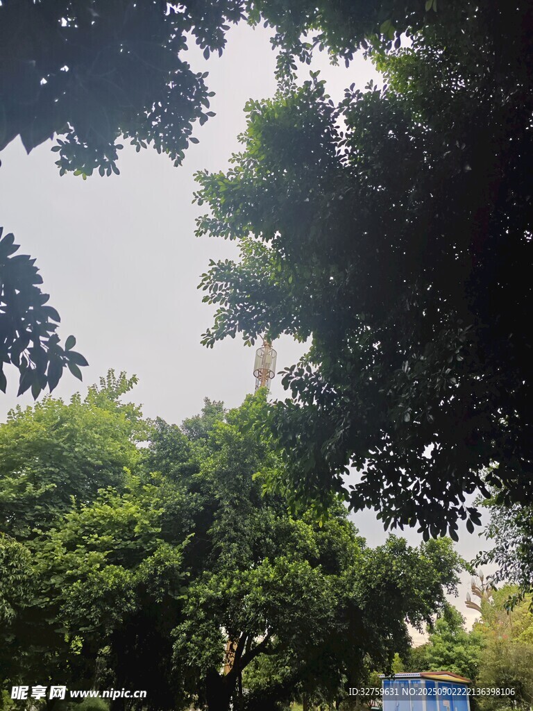 绿树成荫的户外景象