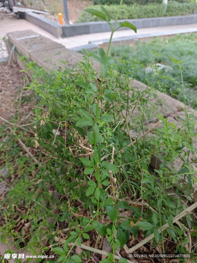 路边生长的绿色植物