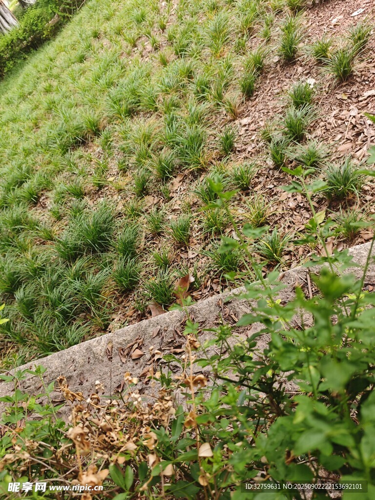 山坡绿植景观