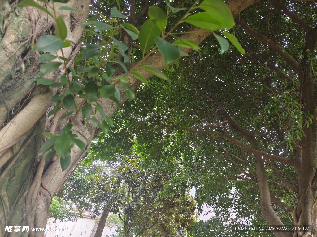 繁茂大树下的绿意景致
