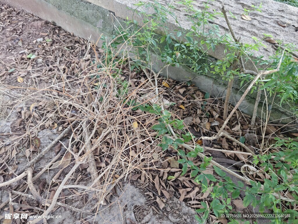 地面杂乱的枯枝与绿植