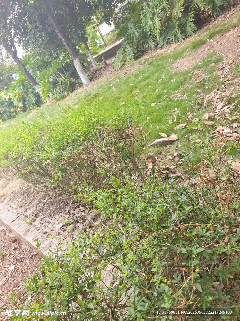 户外草地林间自然景象