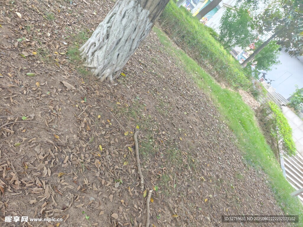 树下泥土与草地景观