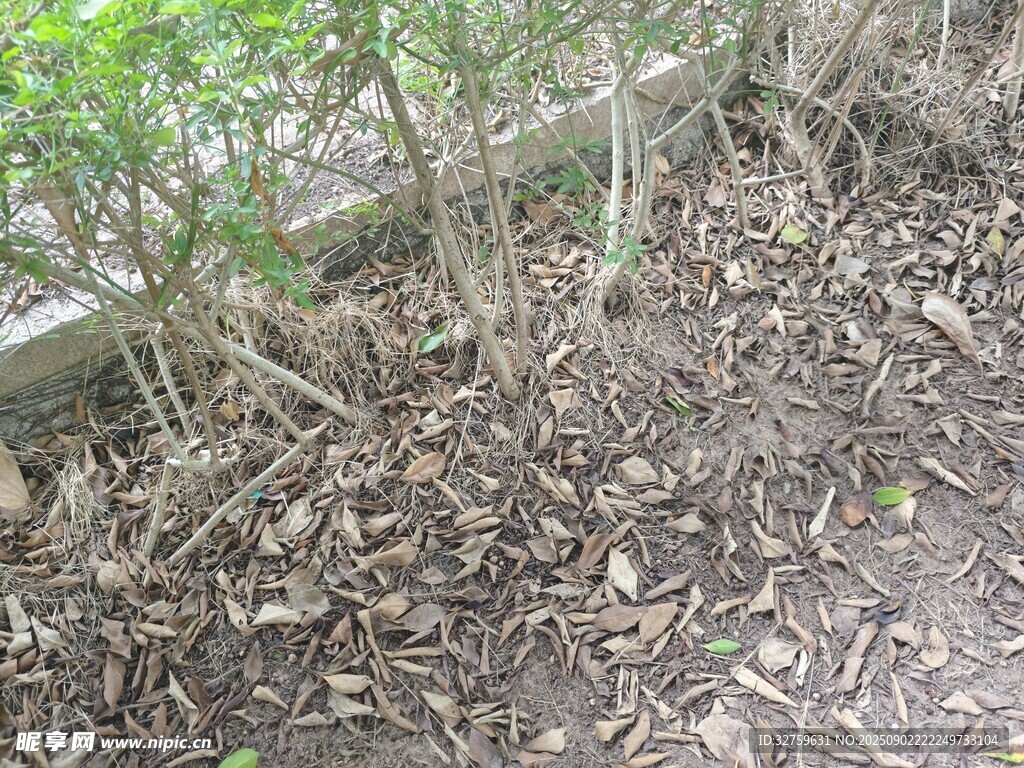 地面枯叶与绿植景观