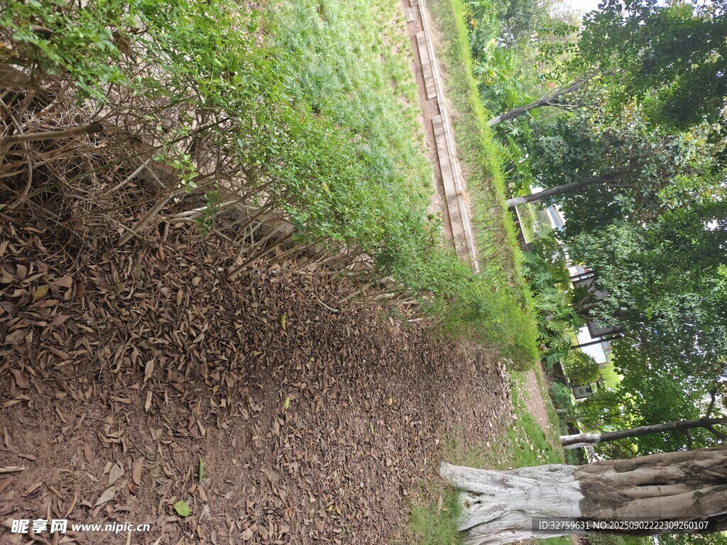 林间泥土小径
