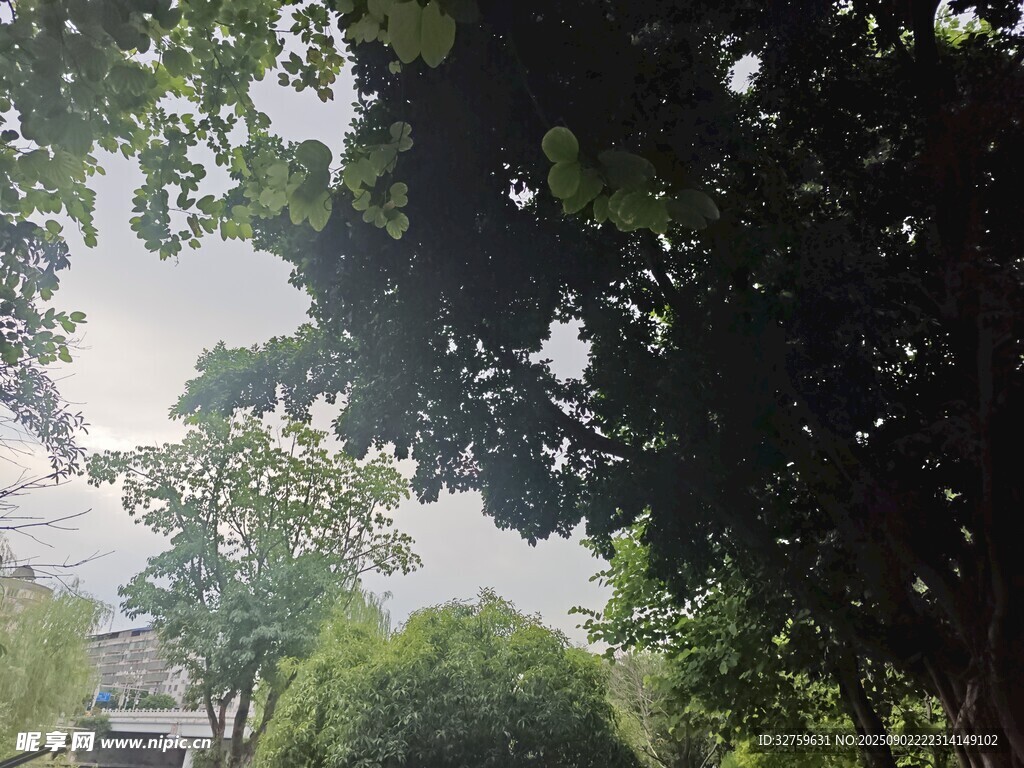 绿树掩映中的清新景致
