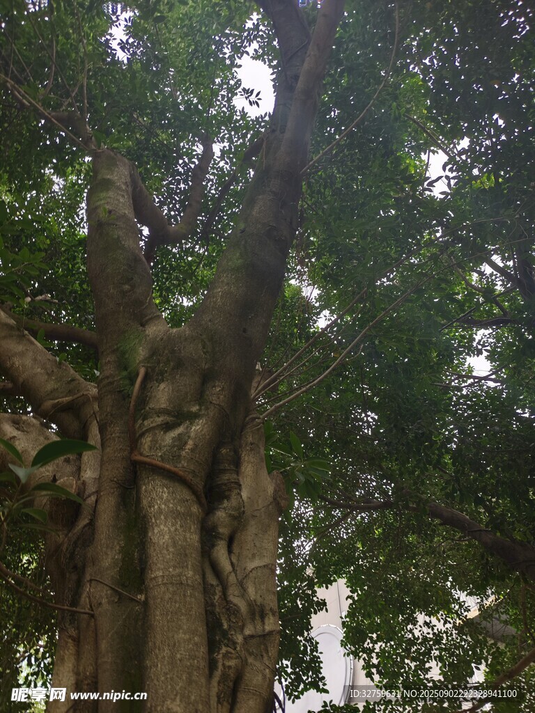 巨大繁茂的榕树
