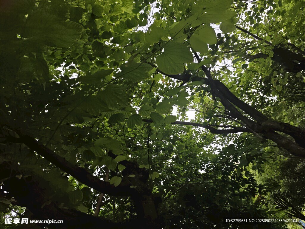 阳光透过树叶的静谧景象