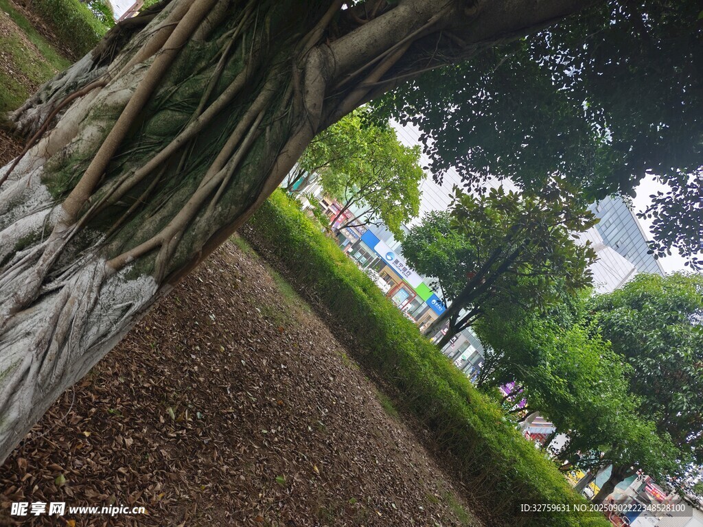 粗壮盘根大树下的景致