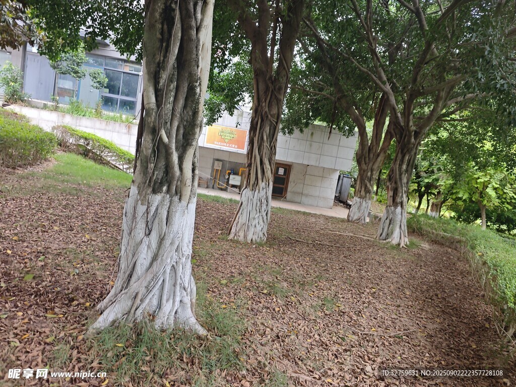 林间树木与远处建筑景观