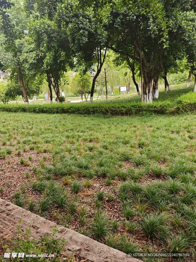 绿意盎然的公园草地景观