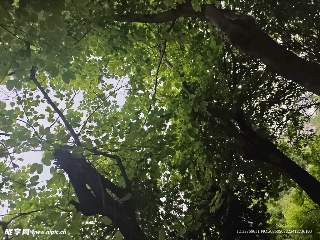 仰视茂密树林树冠