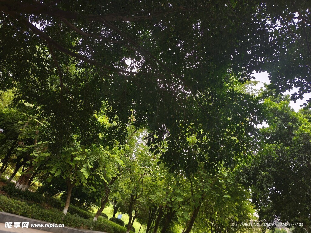 林间绿意盎然的自然景致