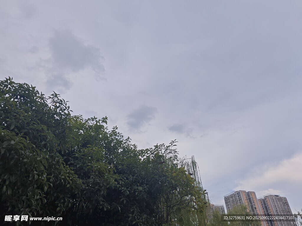绿树之上的阴沉天空