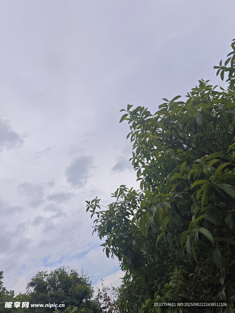 天空下的繁茂绿树
