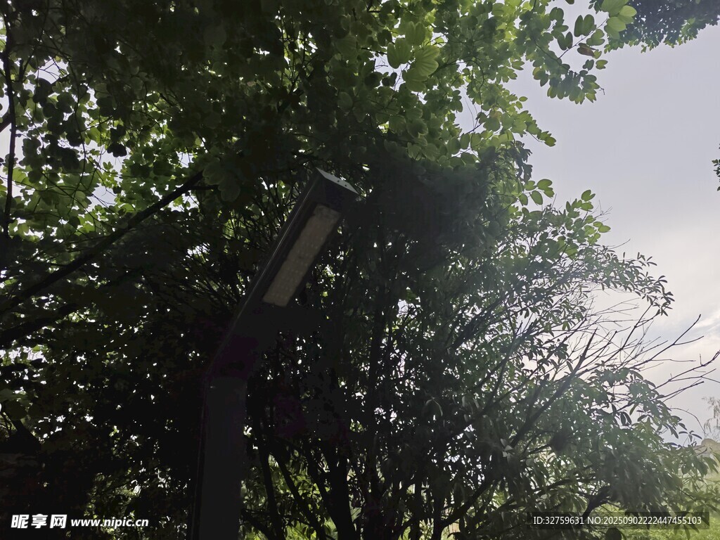 林间路灯隐于葱郁绿树