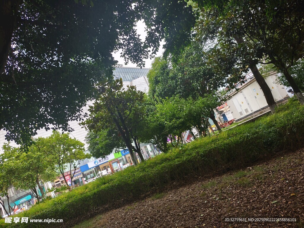 城市绿荫下的清新景致