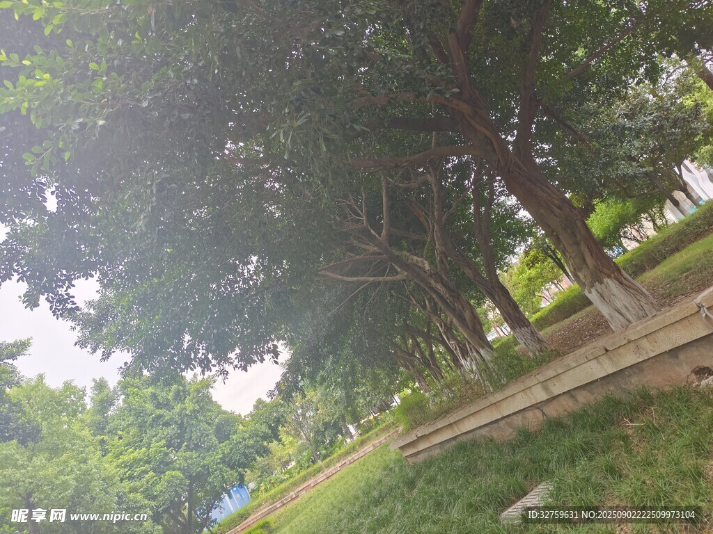 林荫下的静谧公园景致