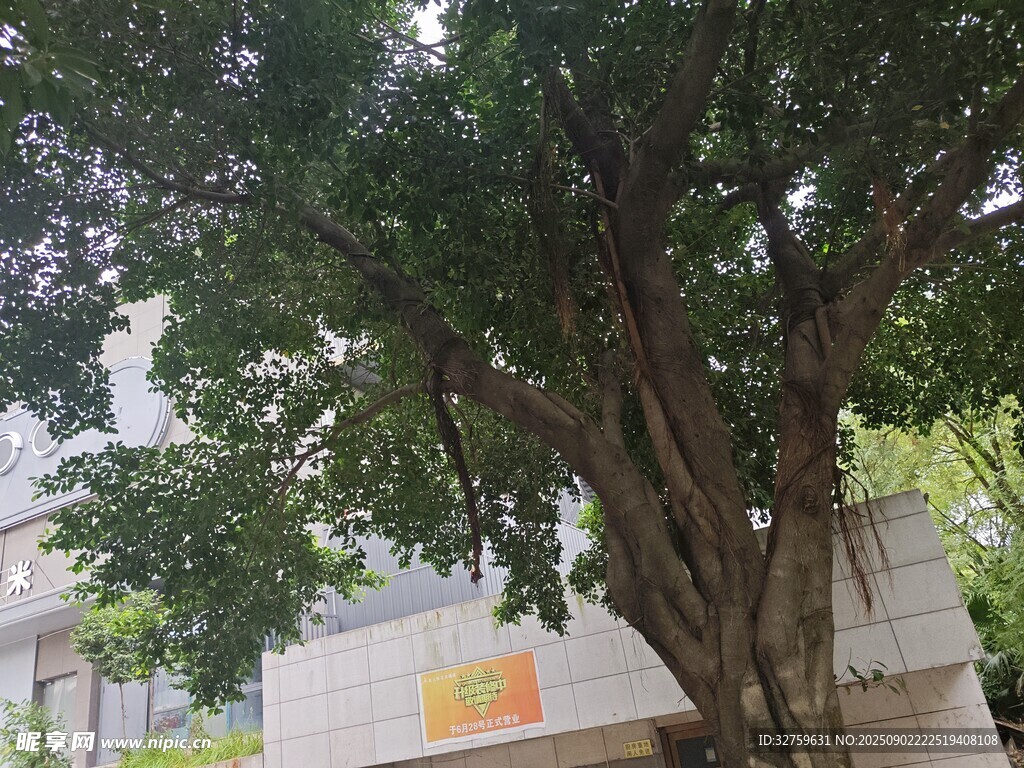 古老大树下的宁静景致