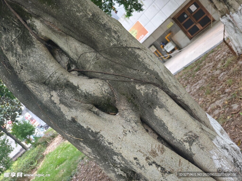 古老树干上的奇特纹理