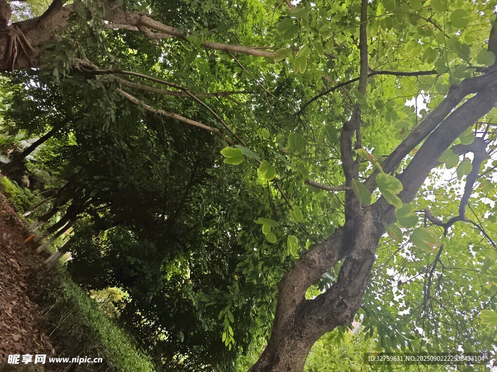 茂密林间仰视高大树木