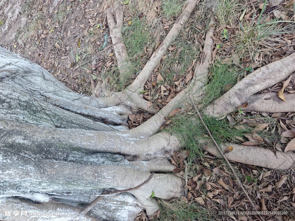 树根盘绕于石块间的景象