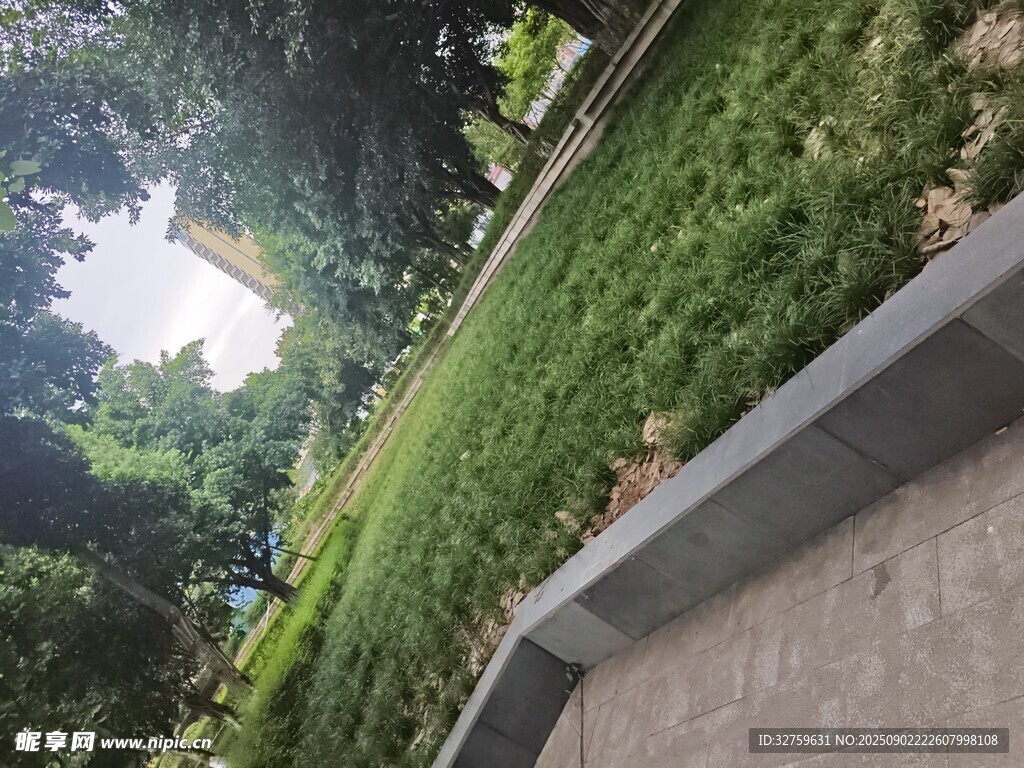 路边绿意盎然的草地景观