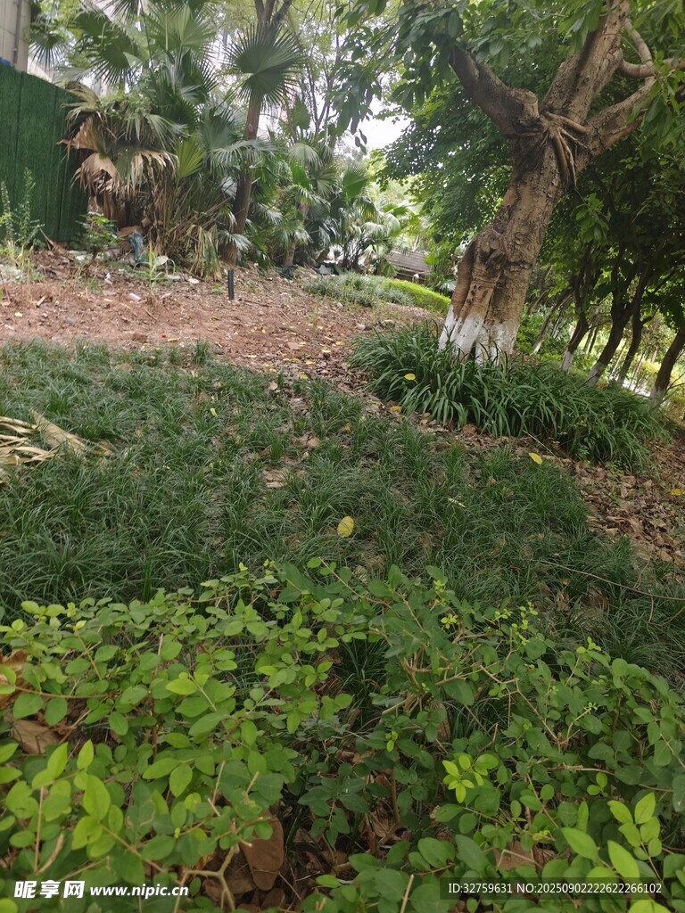 绿意盎然的户外植物景观
