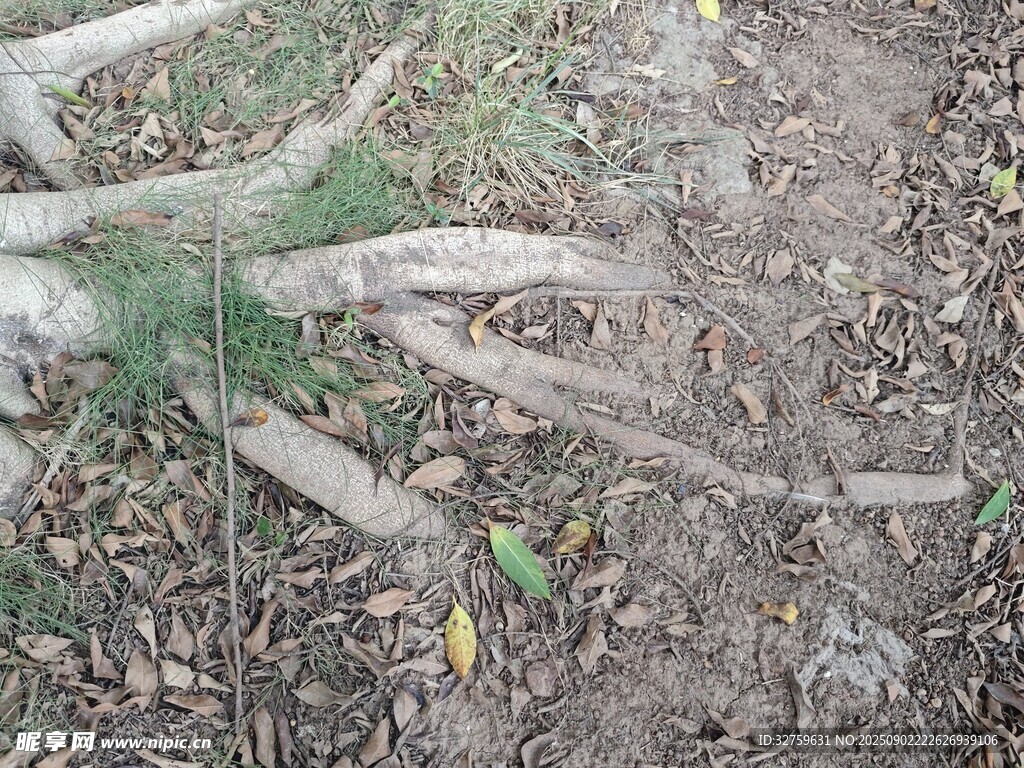 地面上的树根与落叶
