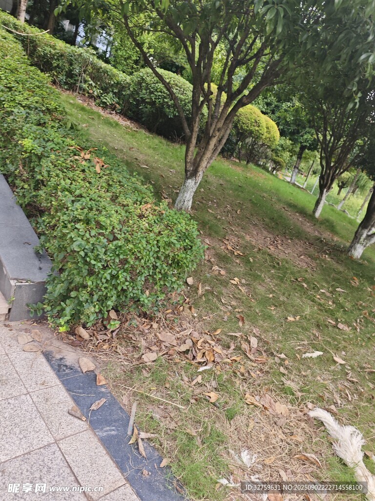 公园绿植景观一角