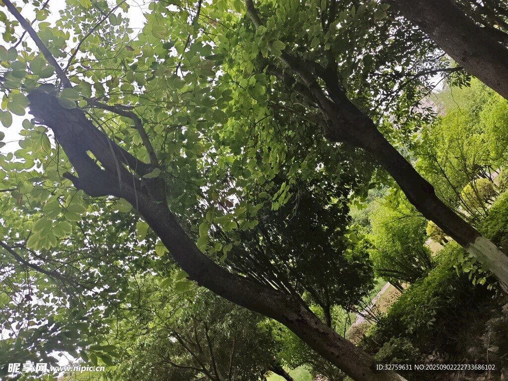 仰视葱郁繁茂的林间树木