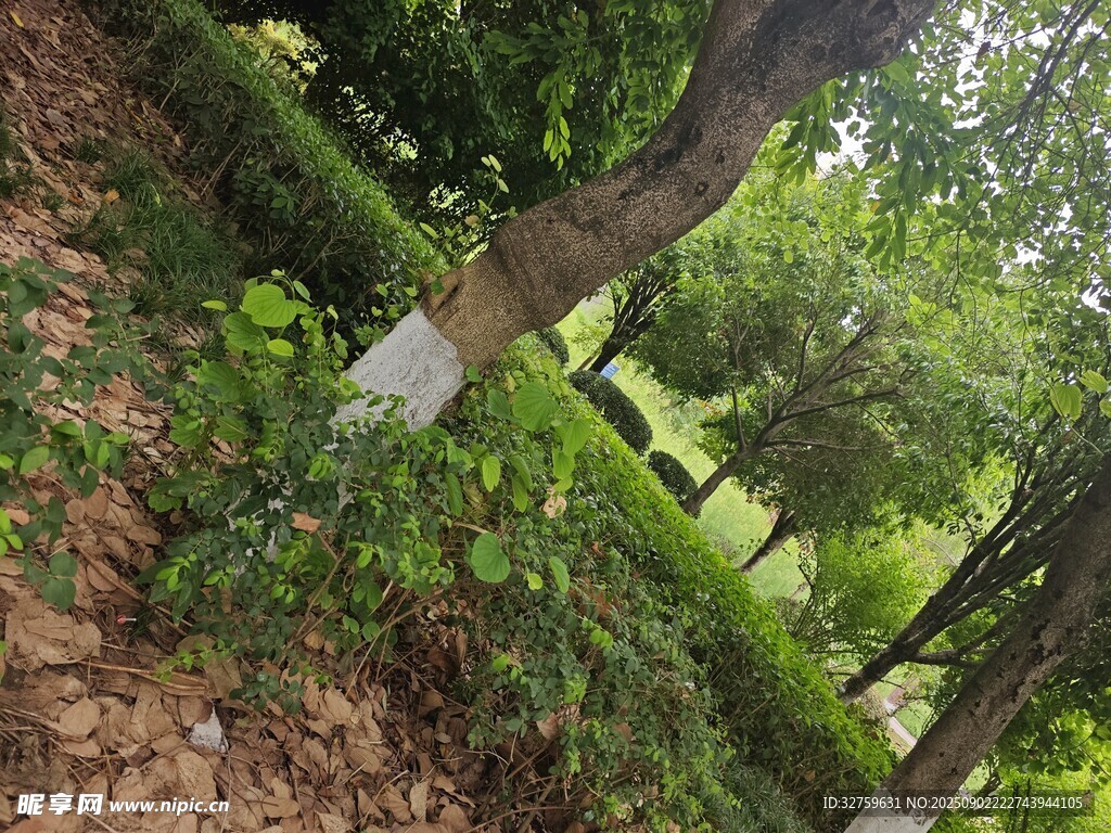 绿意盎然的林间景致