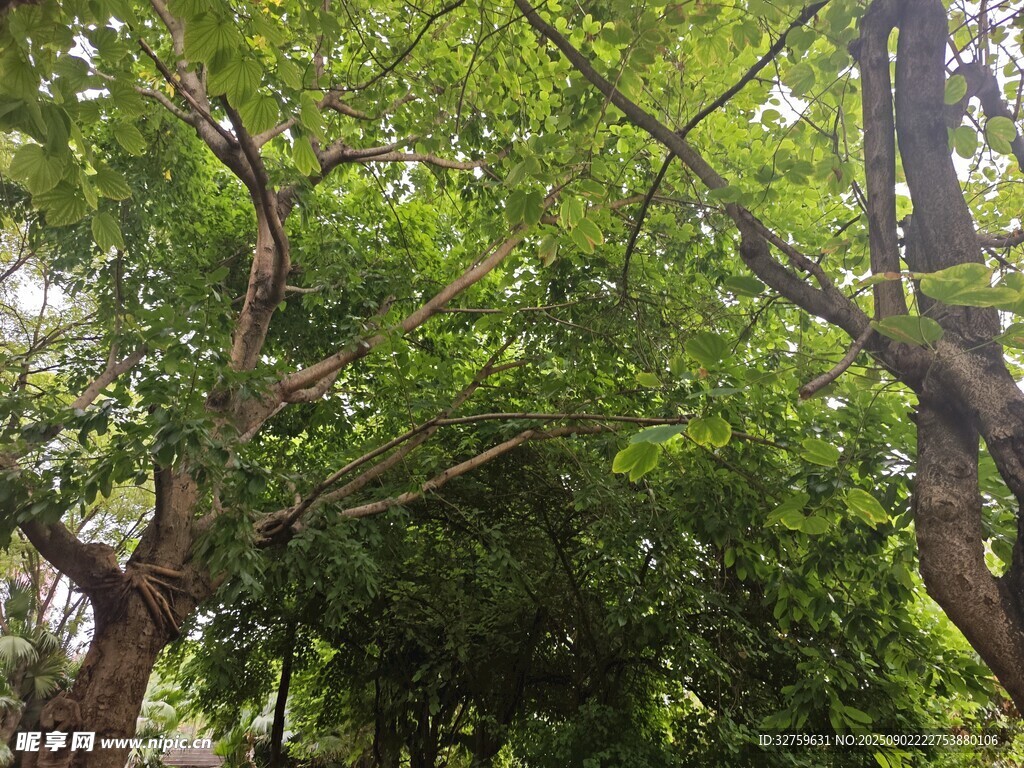 繁茂树林绿意盎然