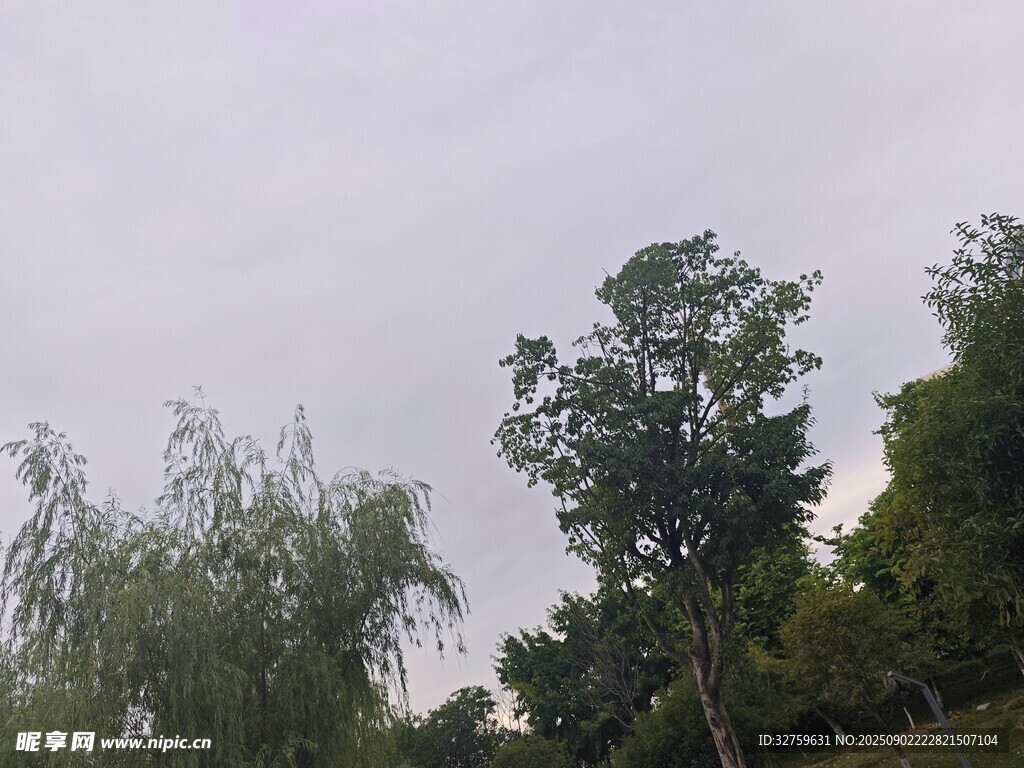 户外绿树与朦胧天空