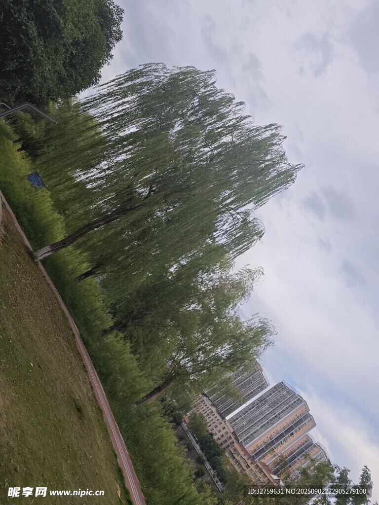 公园中葱郁柳树与建筑