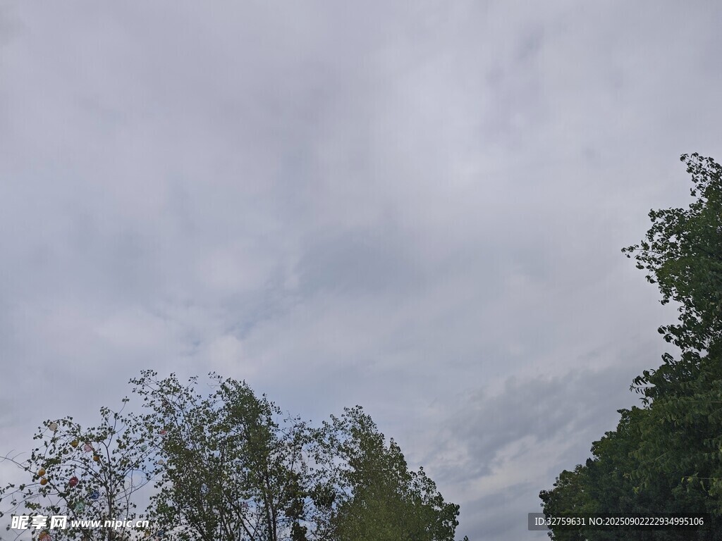 天空下的绿树景观