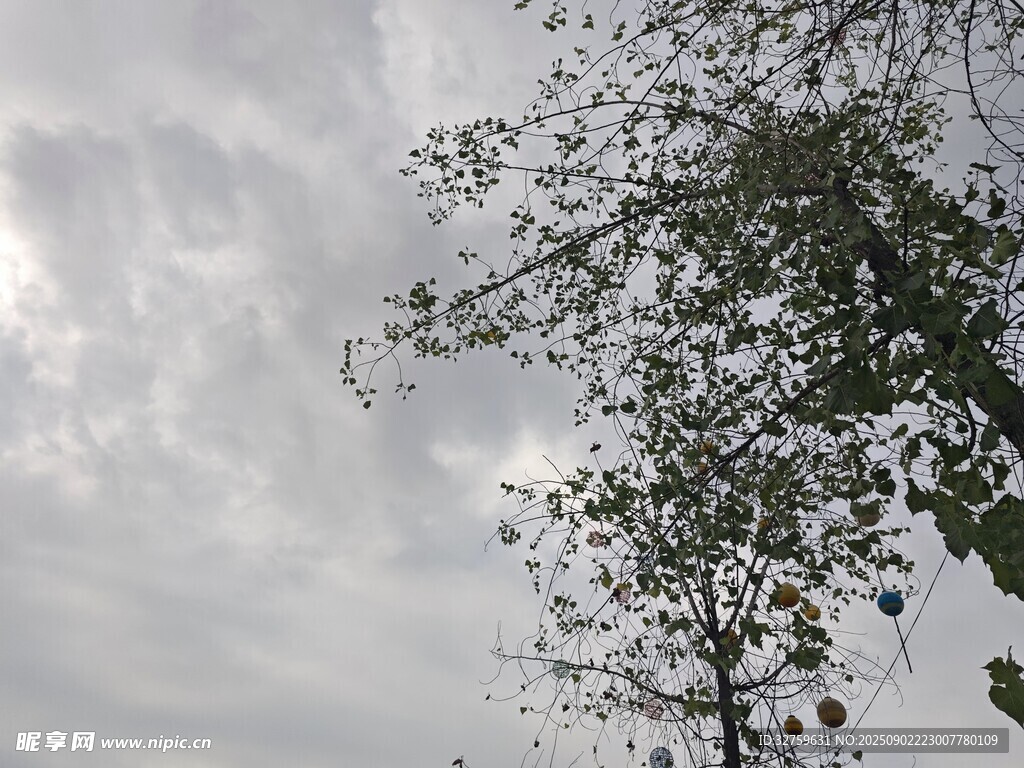 阴天树枝与天空景象