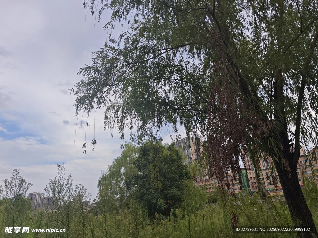 野外绿树与开阔天空景色
