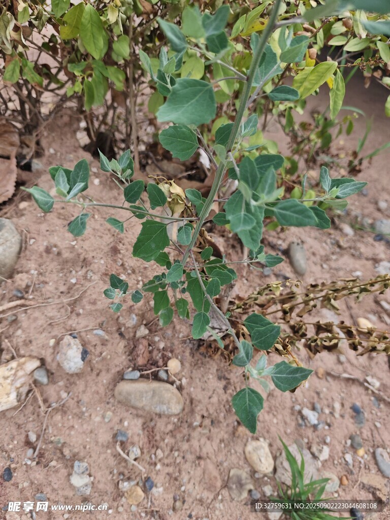 地面生长的绿色植物