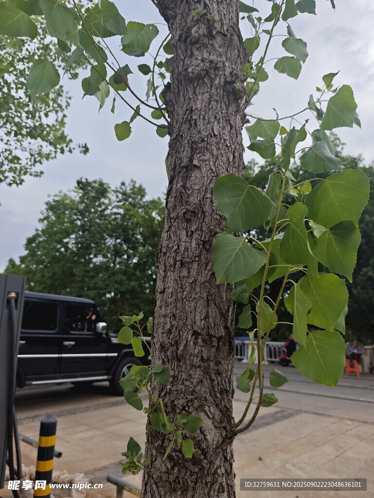 路边树干旁的黑色车辆