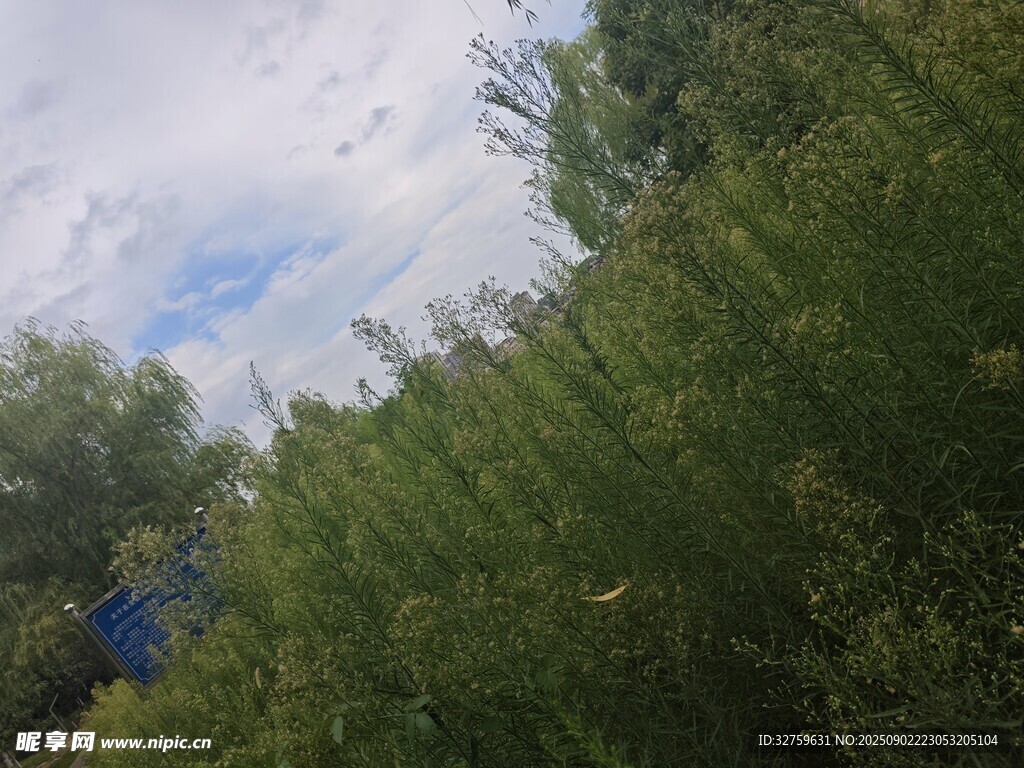 绿树蓝天自然风景图